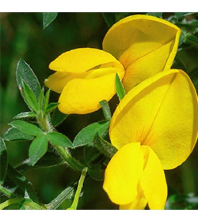 Broom Genet Absolute Oil (Italy)