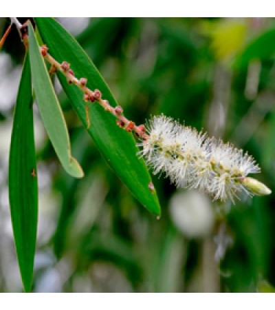 Cajeput Essential Oil (Indonesia)