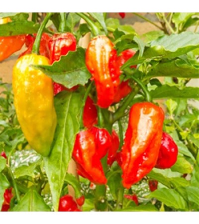 Capsicum Essential Oil (India)