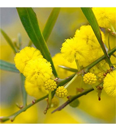 Cassie Flower Absolute Oil (Egypt)