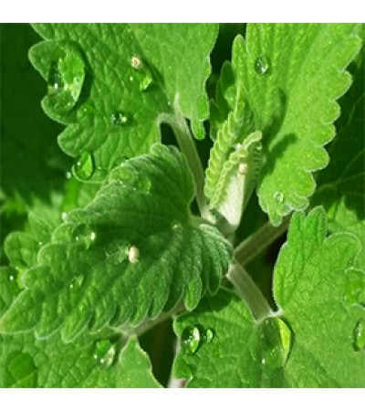 Catnip Essential Oil 