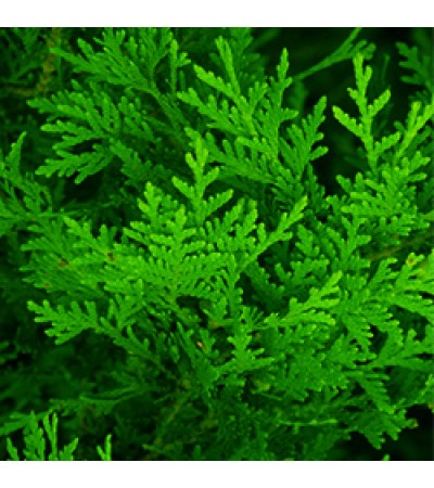 Cedar Leaf Essential Oil (Canada)