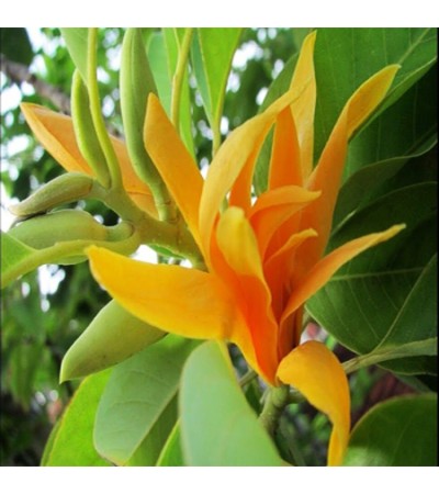 Champaca Red Absolute Oil