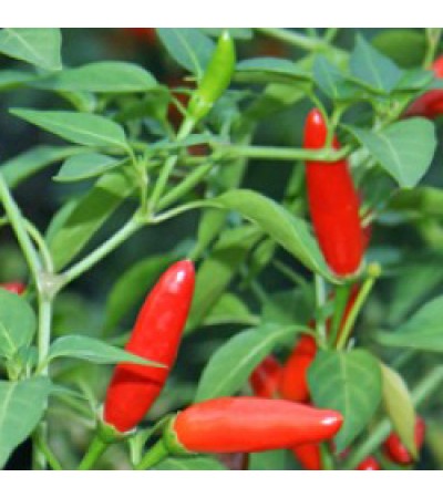 Chilli Essential Oil (Capsicum Annum)