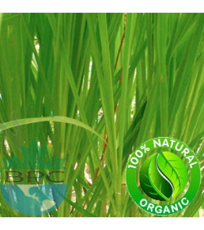 Citronella Essential Oil Organic