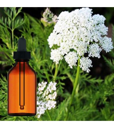 Cnidium Seed Tincture