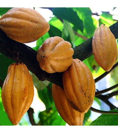 Cocoa Absolute Oil