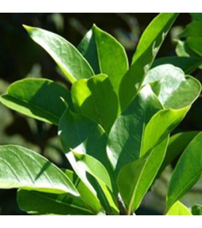 Copaiba Balsam Essential Oil