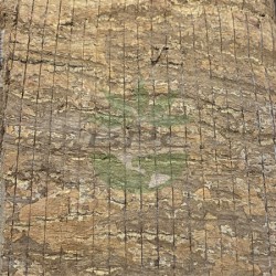 Eucommia Bark (Du Zhong)