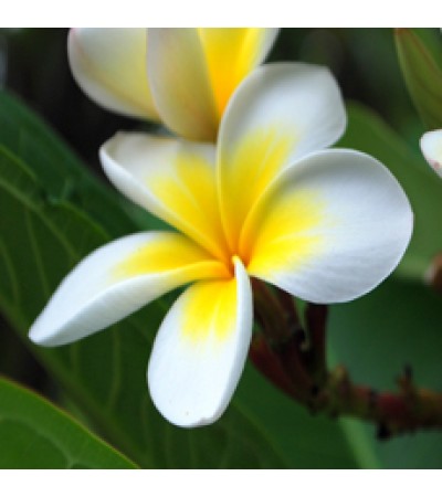 Frangipani Absolute