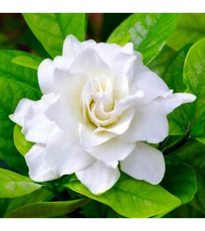 Gardenia Flower Absolute Oil