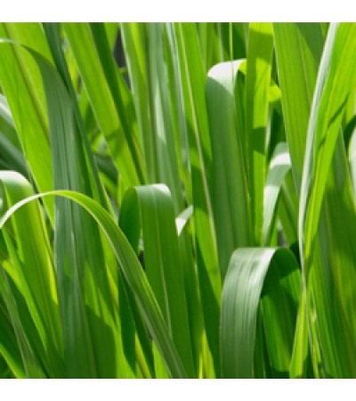 Ginger grass Essential Oil 