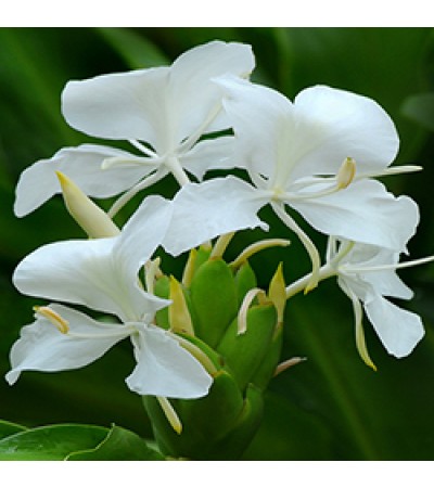 Ginger Lily Absolute Oil