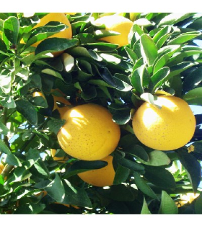 Grapefruit White Essential Oil