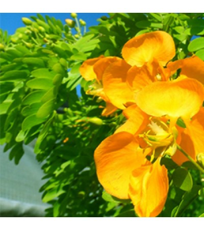 Guaiacwood Essential Oil