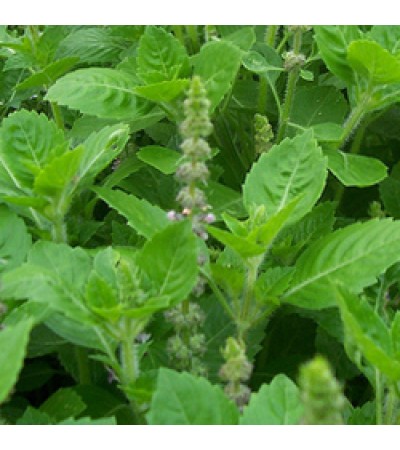 Holy Basil Essential Oil (INDIA)