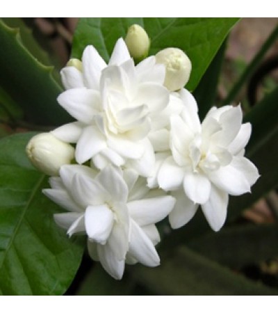 Jasmine Grandiflorum Natural Blend Oil