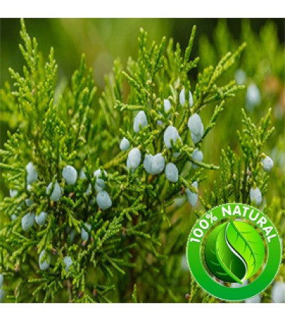 Juniper Berry Oil (Slovenia) ORGANIC