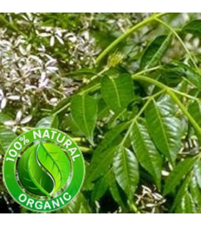 Katrafay Essential Oil Madagascar (ORGANIC)