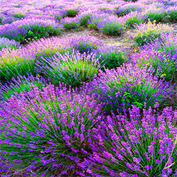 Lavandin Essential Oil Abrialis