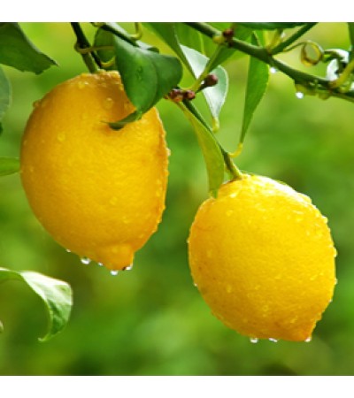 Lemon Essential Oil (Italy)