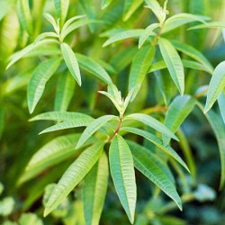 Lemon Verbena Essential Oil