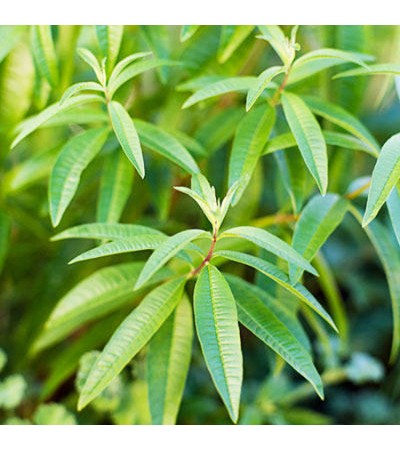 Lemon Verbena Essential Oil