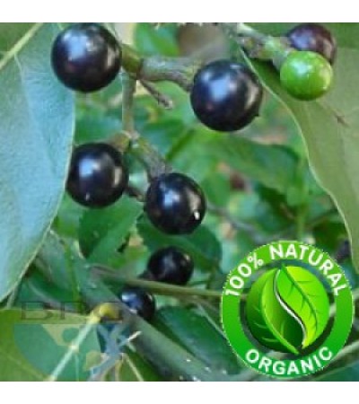 Litsea Cubeba Oil Organic