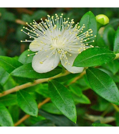 Lemon Myrtle Essential Oil