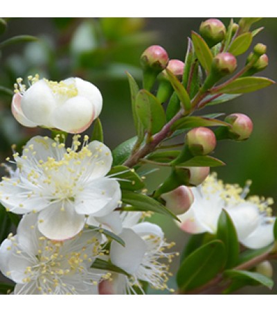 Myrtle Essential Oil (France)