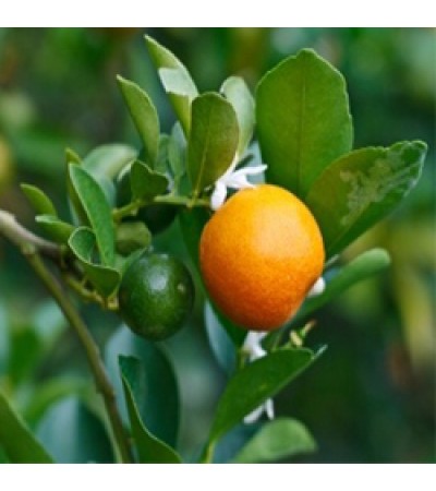 Bitter Orange Essential Oil (Italy)