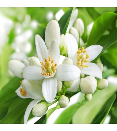 Orange Blossom (Neroli) Absolute Oil