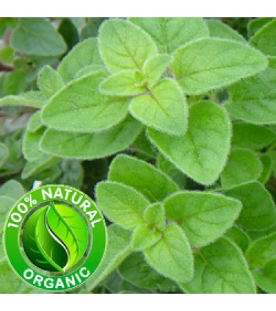 Oregano Essential Oil Organic