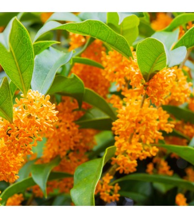 Osmanthus Absolute