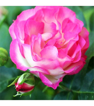 Rose Otto Oil  Turkey 3%