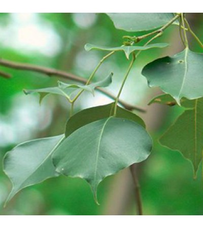 Rosewood Leaf Essential Oil