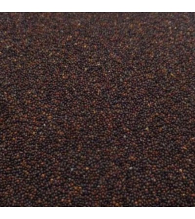 Samudra Sokh Seeds (Vriddhadaru)