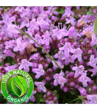 Thyme Essential Oil Organic