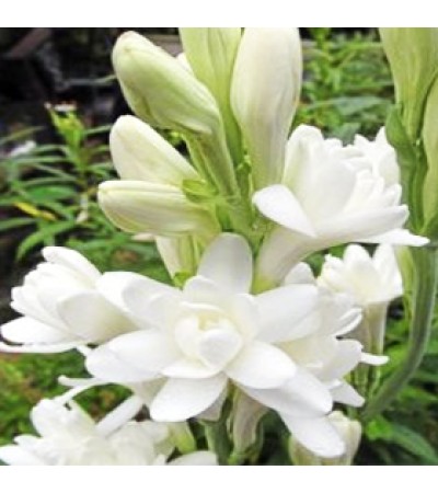 Tuberose Natural Blend Oil