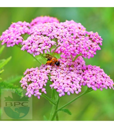 Yarrow Essential Oil 5% (Hungary)