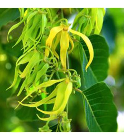 Cananga Essential Oil (Java)