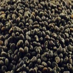 BEEJBAND SEED WHOLE