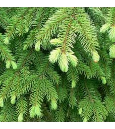 Spruce Essential Oil (Hemlock)