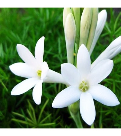 Tuberose Attar