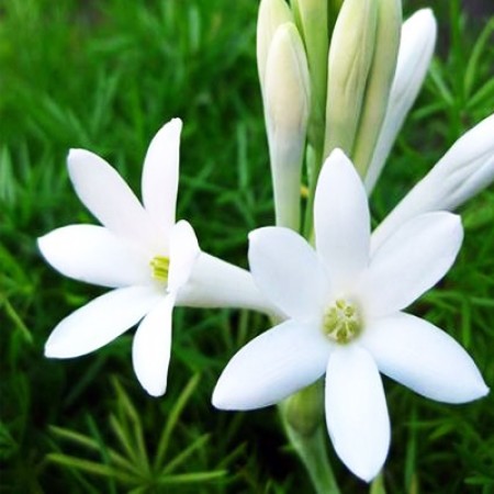 Tuberose Attar
