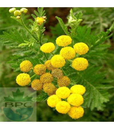 Tansy Blue Hydrosol (Morocco)