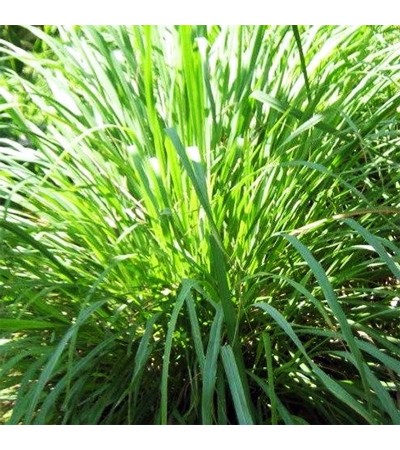 Vetiver Essential Oil GREEN