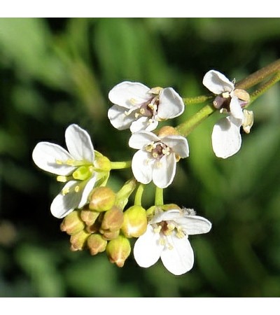Abyssinian Virgin Carrier Oil