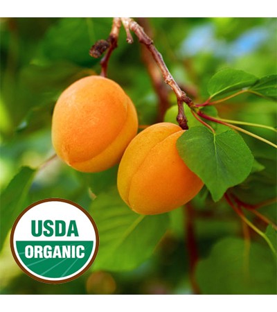 Apricot Kernel Oil Virgin Organic