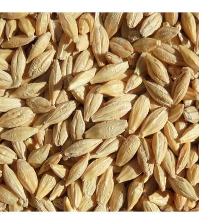 BARLEY GRASS TOPS C/S